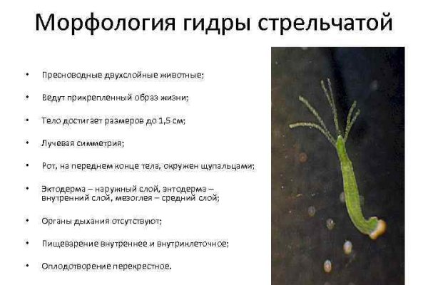 Кракен зеркало store